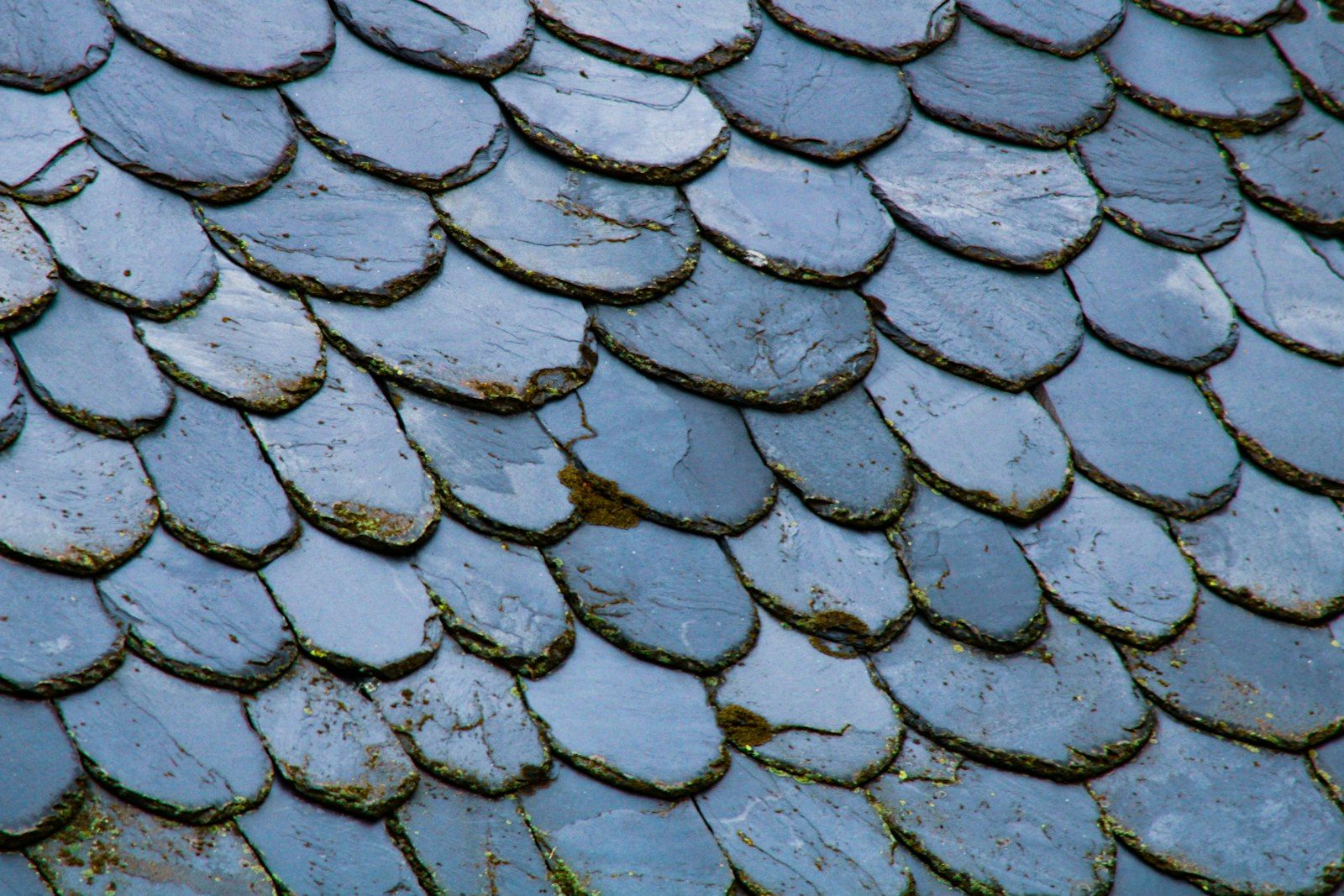 Mossy slate roof tiles seen at close range